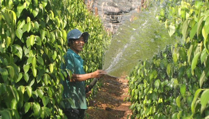 Máy bơm nước tưới vườn 