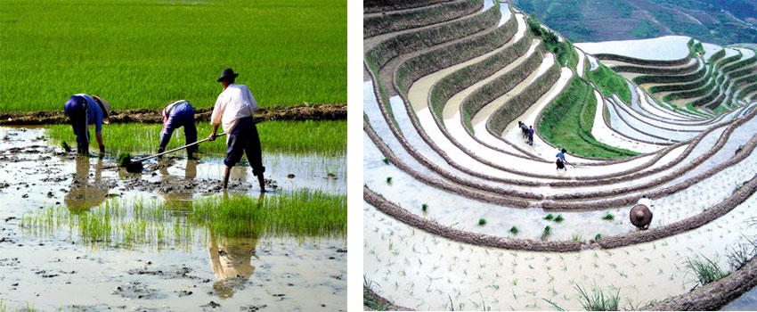 Sử dụng máy bơm nước tưới ruộng phù hợp với quy mô